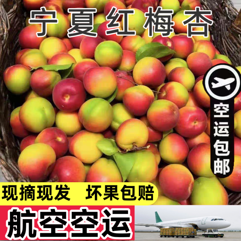 航空包邮宁夏红梅杏新鲜