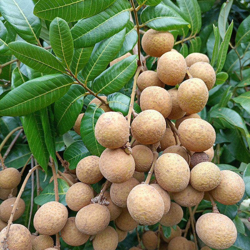 广东茂名新鲜现摘石硖龙