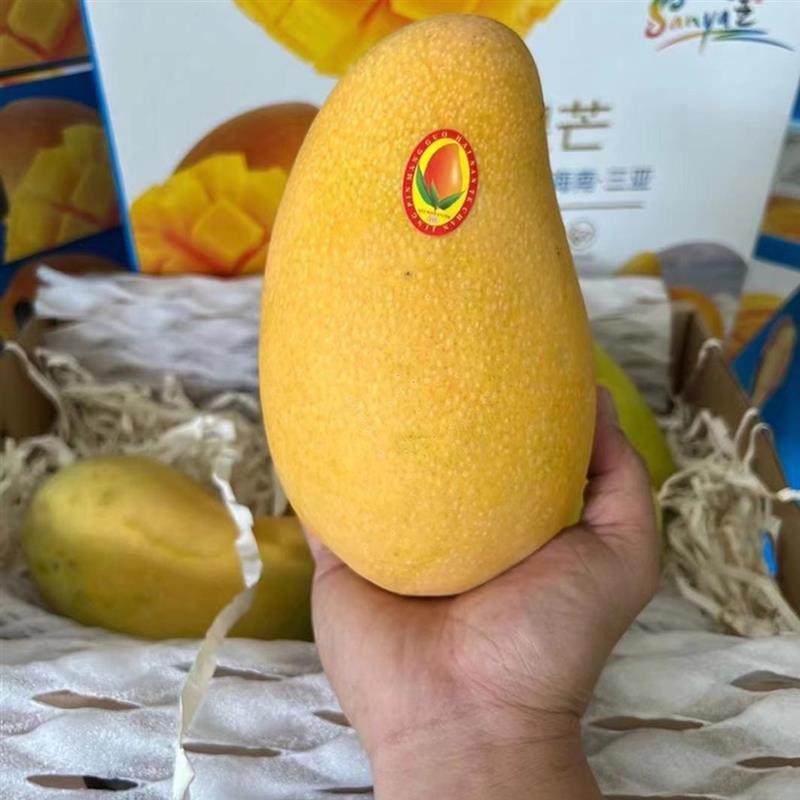 海南三亚特大金煌芒果10斤装净果8斤新鲜应季水仙芒果