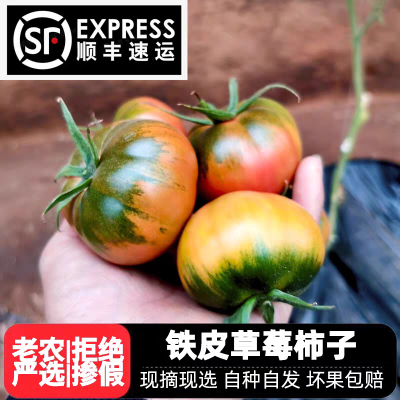 铁皮草莓柿子大连绿腚番