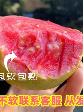 福建软糯红白心土芭乐孕妇低糖广东胭脂红软籽番石榴水果新鲜包邮