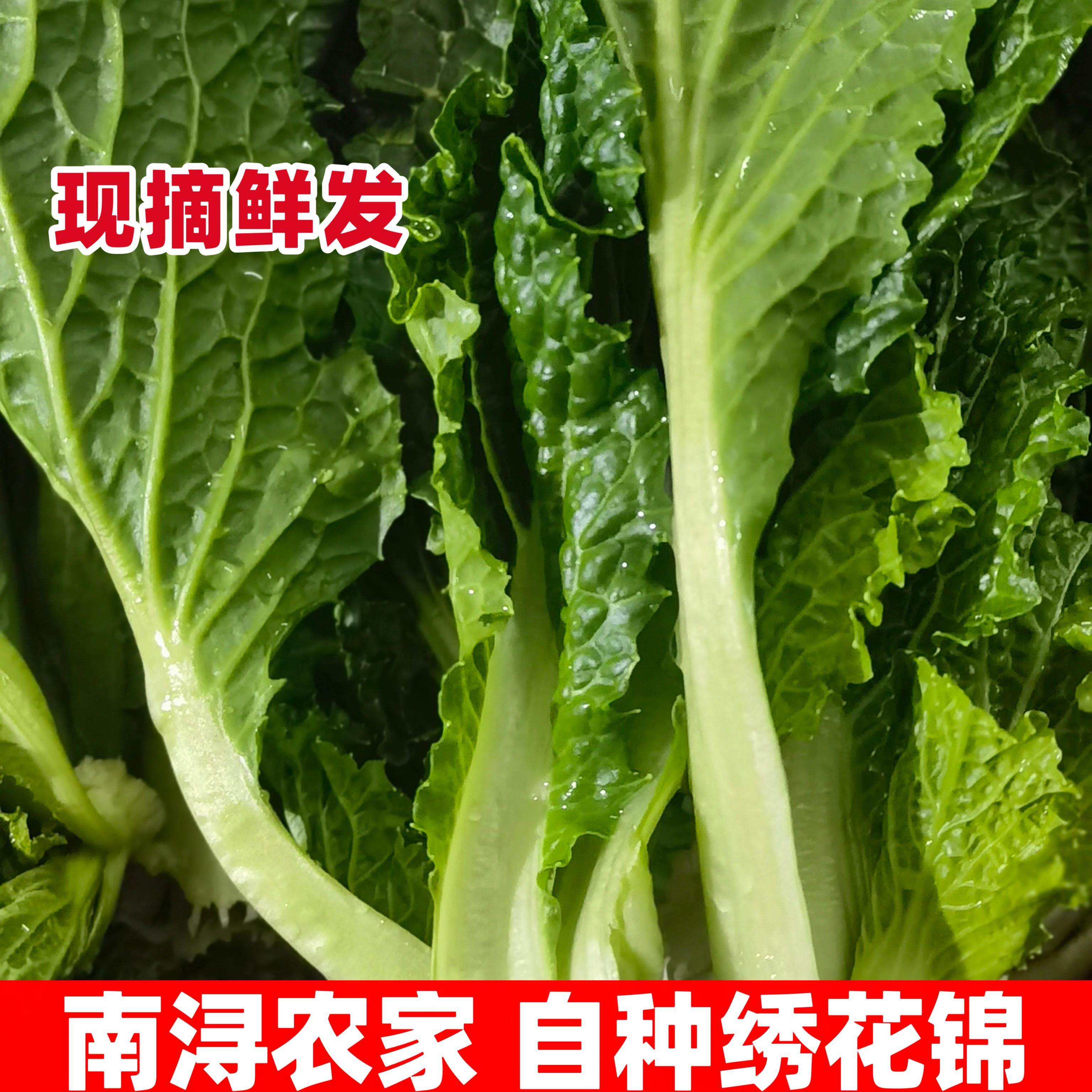 太湖农家绣花锦菜、吴江