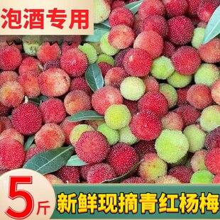【现货速发】野杨梅青红杨梅新鲜泡酒专用酸甜新鲜水果当季现摘