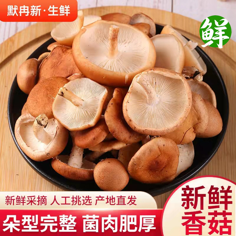 【现货】新鲜小香菇1斤装