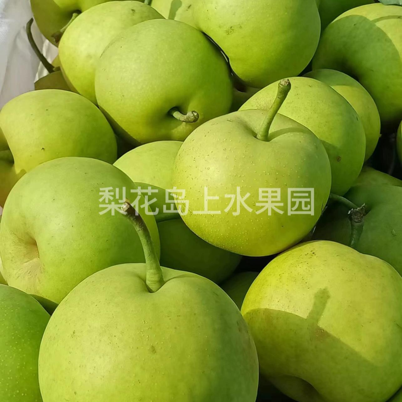 【翠玉梨】宜昌枝江百里
