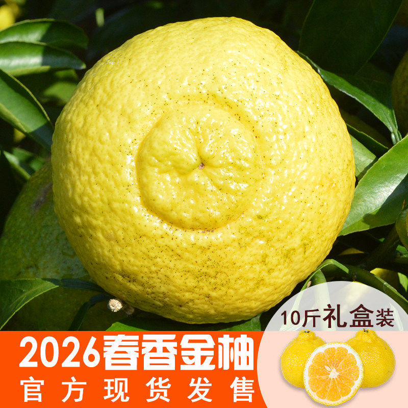 春香金柚新鲜象山青整箱当季黄金贡柚春香柚水果小柚子礼盒甜桔柚