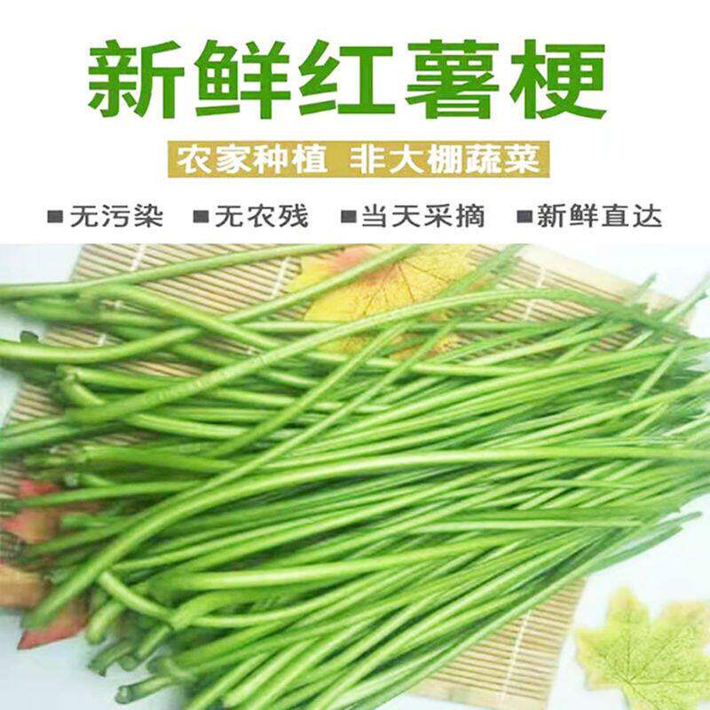 新鲜红薯杆农家自种梗地