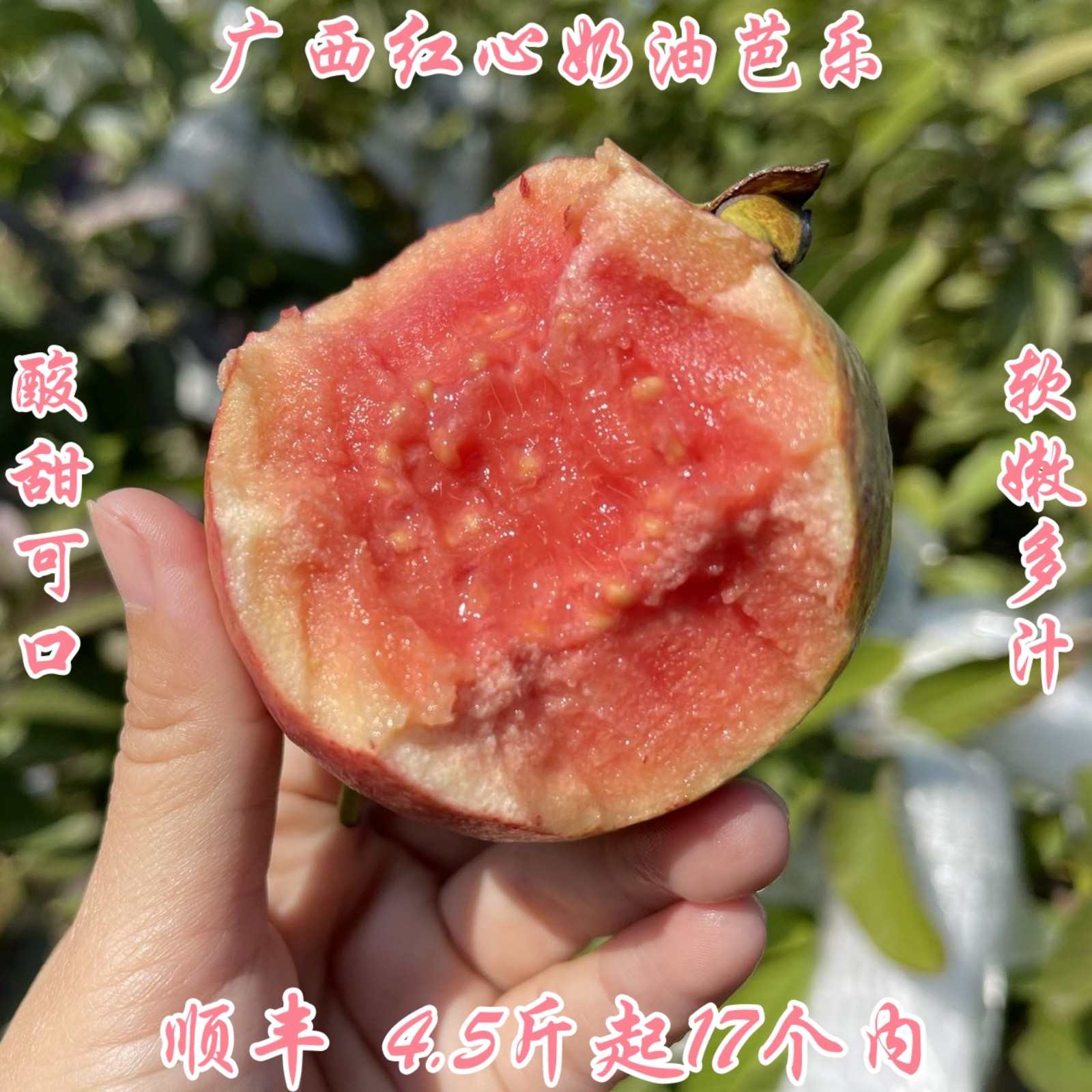 顺丰广西红心奶油芭乐绵软应季水果番石榴包邮4.5斤17个内礼盒装