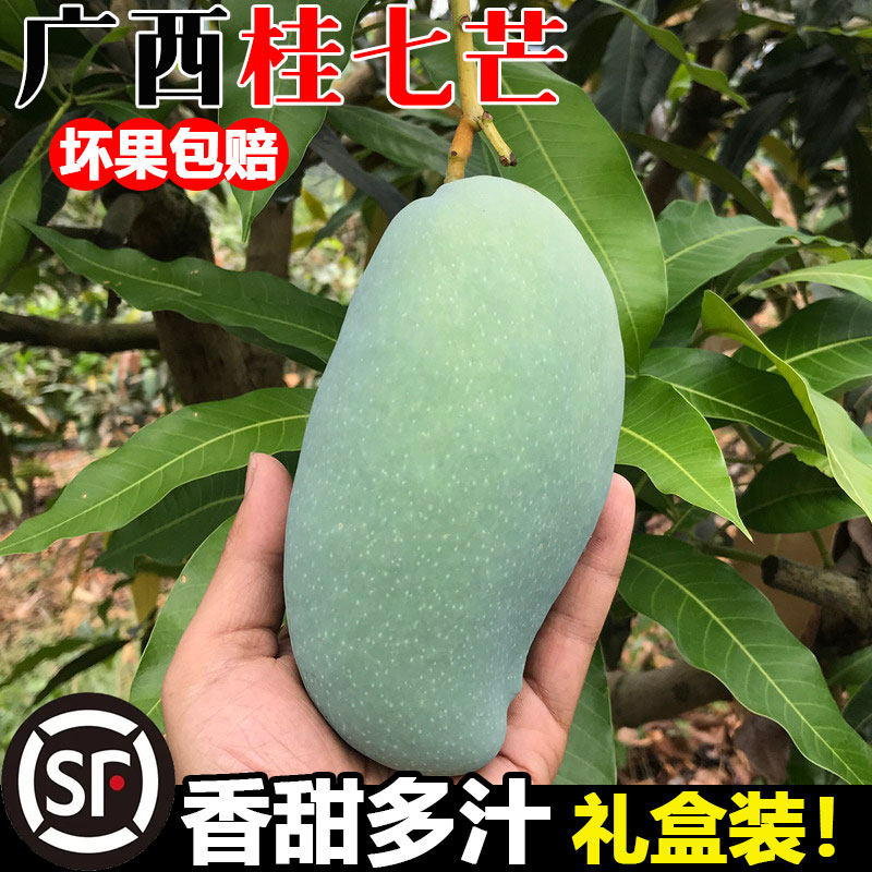 广西百色田东桂七芒果新