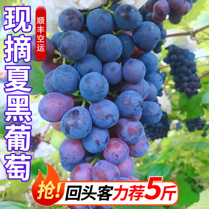 现摘夏黑葡萄无籽顺丰空