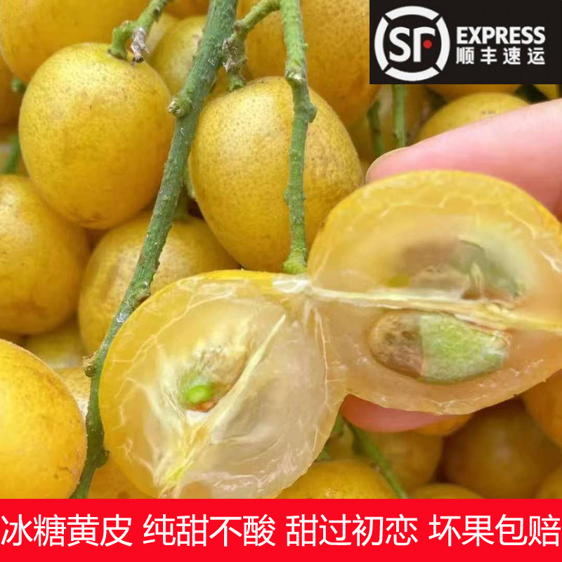 广东特产当季郁南新鲜鸡