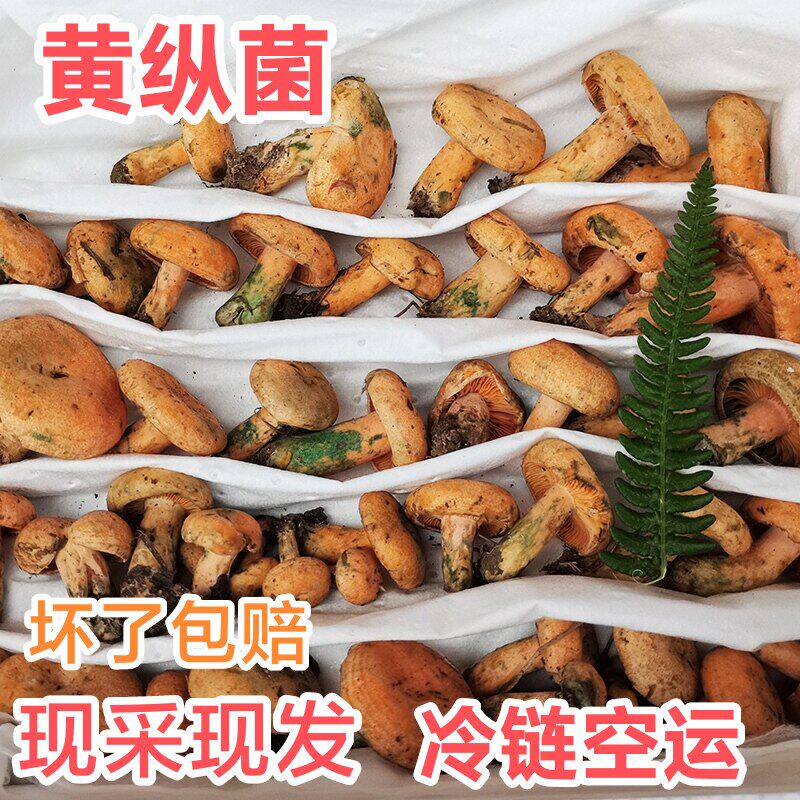 新鲜野生谷熟菌松树菌松乳菇松菌重阳菌雁鹅菌铜绿菌