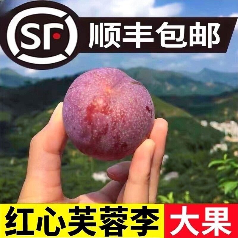 (顺丰包邮)福建芙蓉李