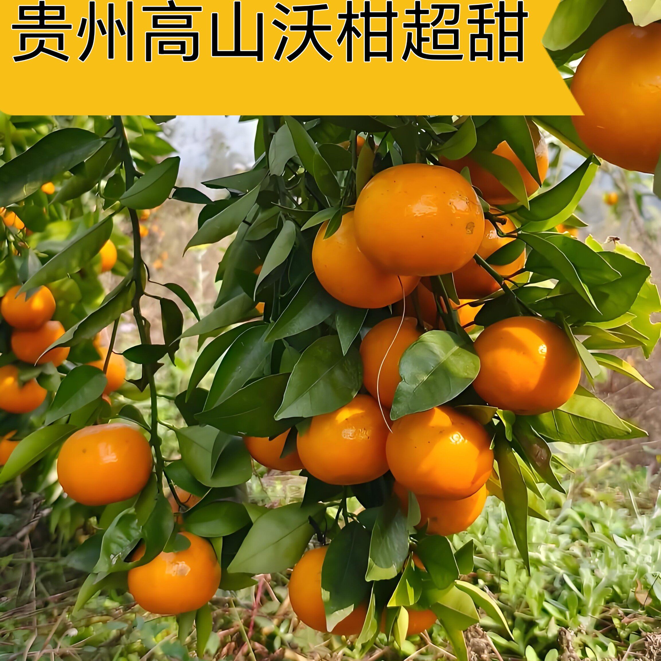 正宗贵州沃柑当季水果新鲜橘子二块粑白菜芦柑桔子孕妇薄皮柑橘