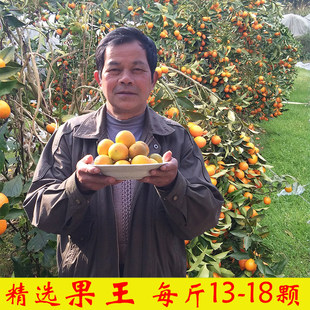 广西融安滑皮金桔果王新鲜水果5斤装现摘正宗金桔特大果金橘皮脆