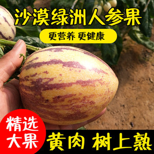 甘肃民勤人参果水果新鲜5斤人生果大果特大沙漠人身叁森黄肉现摘