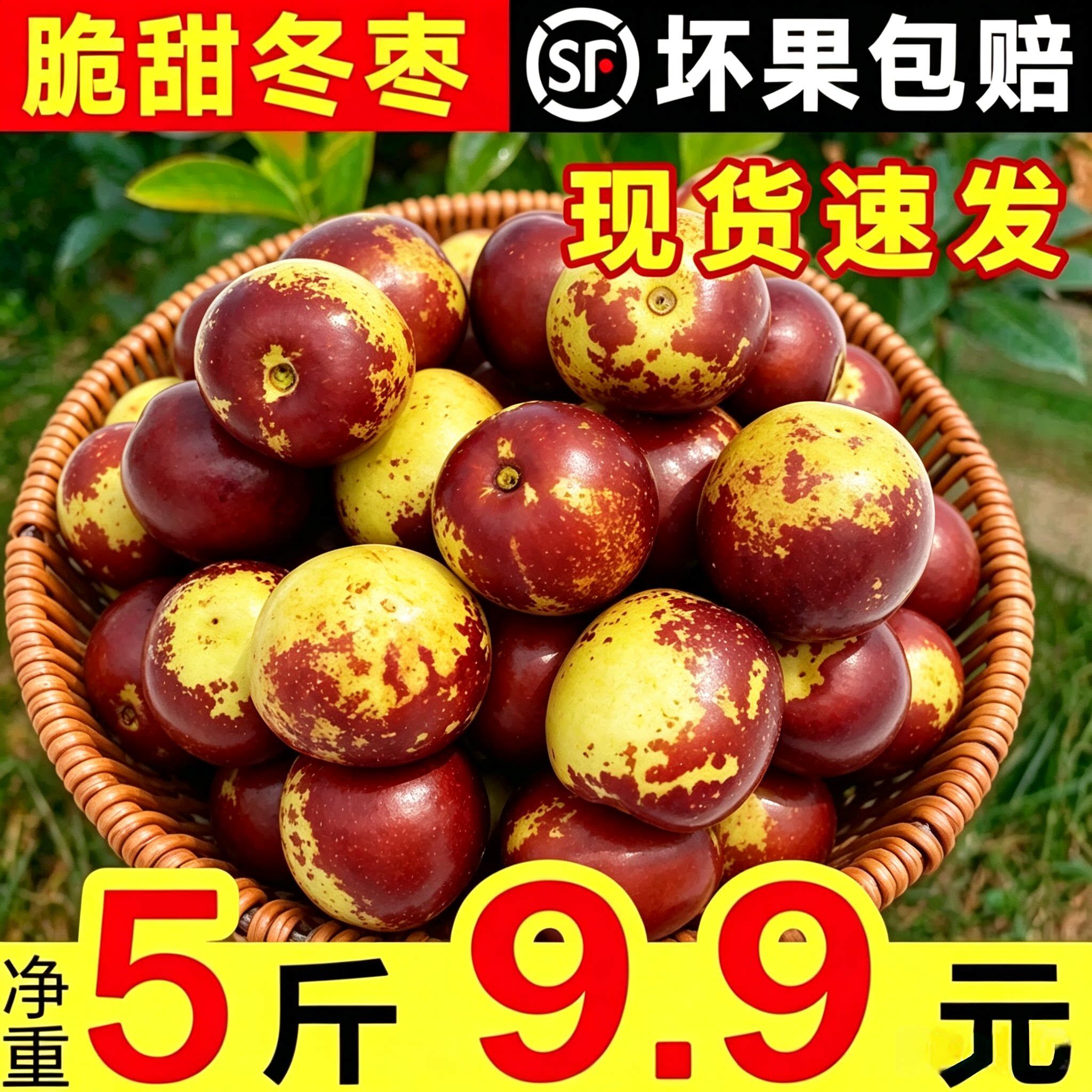 正宗山东沾化冬枣新鲜大枣孕妇水果特大果新鲜整箱水果 包邮