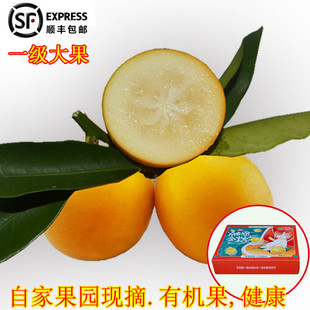 广西特产滑皮金钱桔新鲜应季水果5斤顺丰礼盒装一级大果