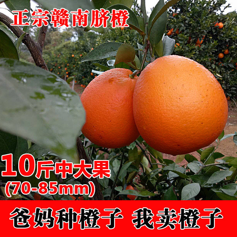 江西赣南脐橙寻乌孕妇橙子新鲜水果农家现摘现发皮薄多汁手剥橙子
