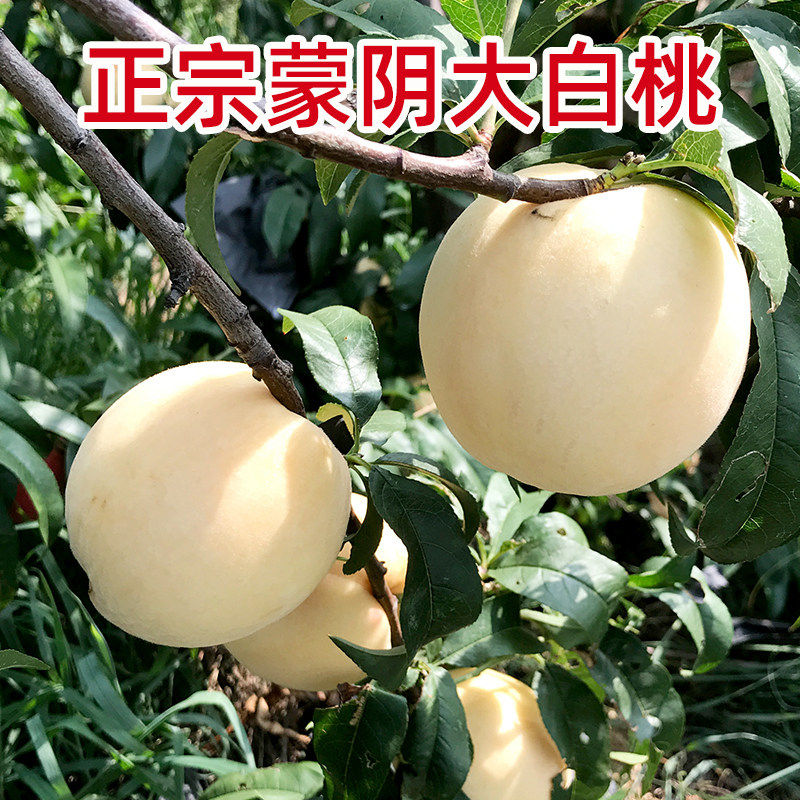 正宗山东蒙阴蜜桃白桃子脆甜桃北京美脆8号水果新鲜现摘现发纯甜
