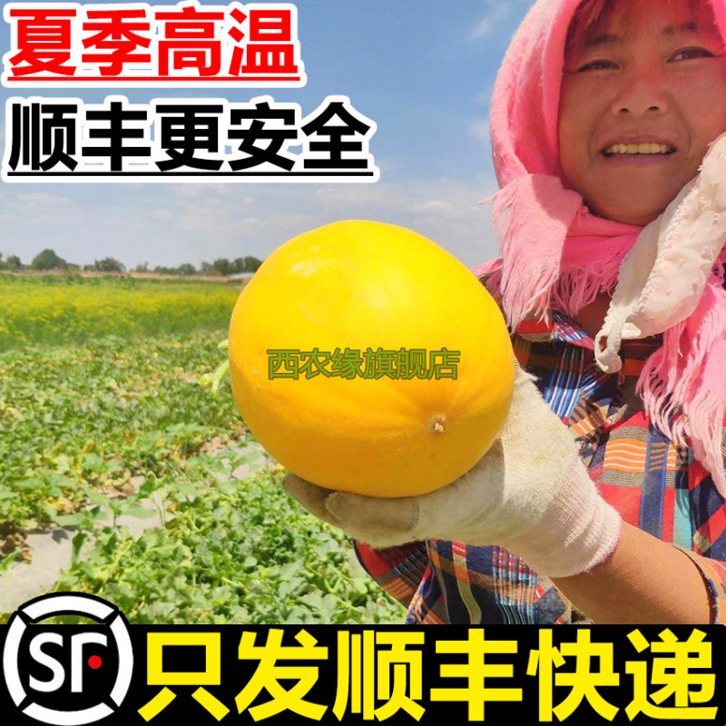 顺丰甘肃民勤沙漠蜜瓜白