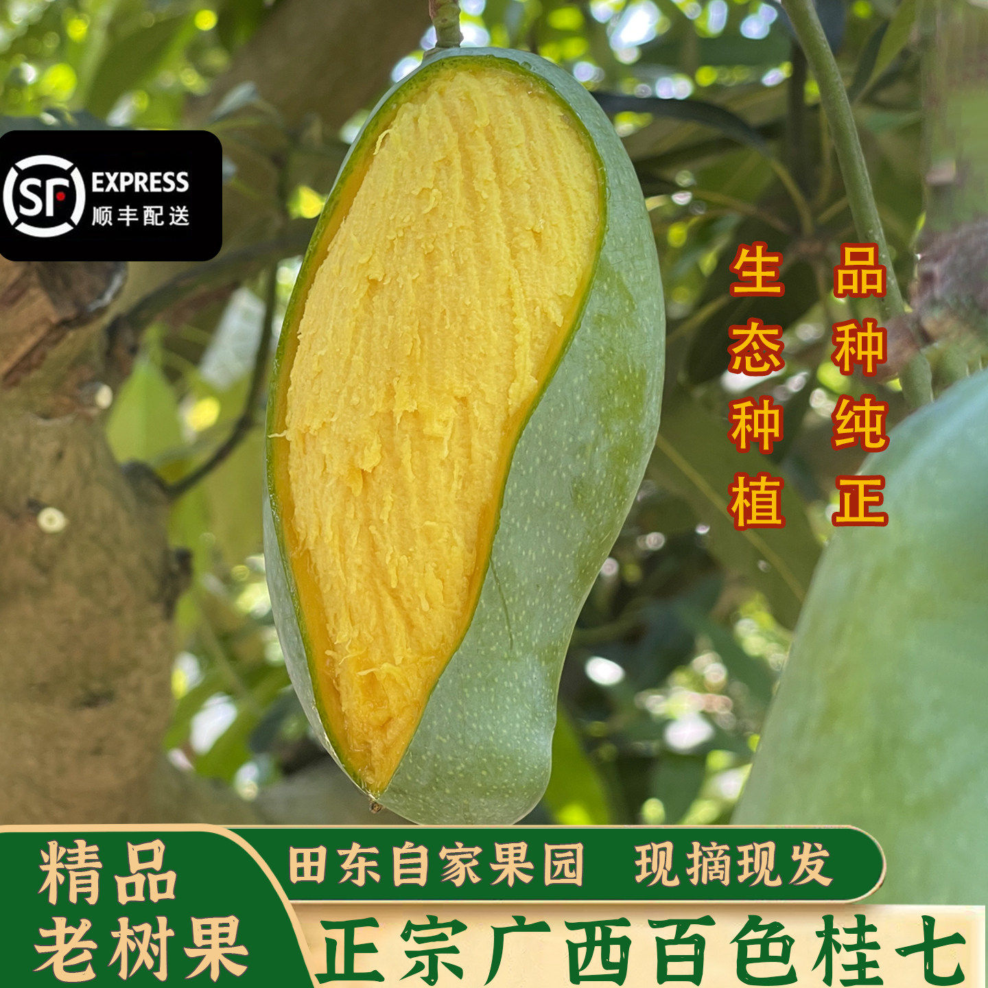正宗广西百色桂七香芒田东桂七自家果园当季鲜果香甜多汁整箱包邮