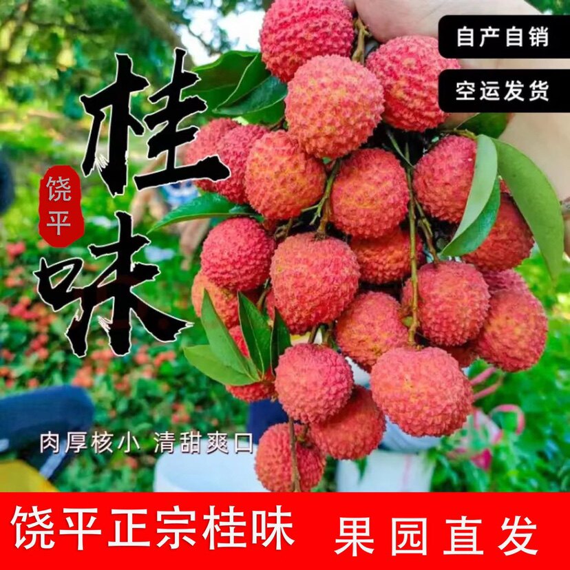 饶平正宗桂味荔枝新鲜采