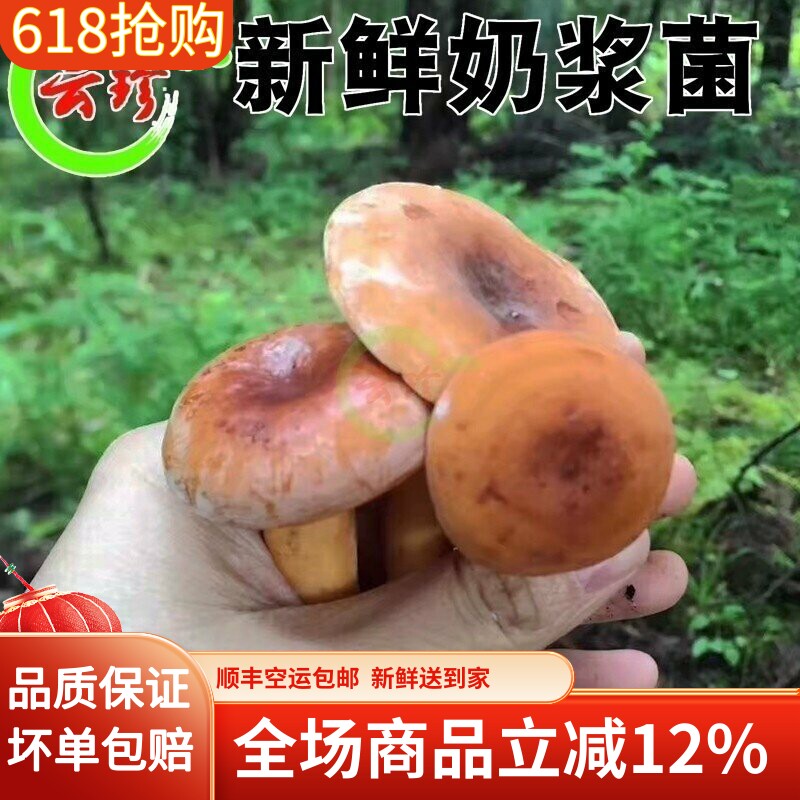 现货新鲜奶浆菌1g云南特