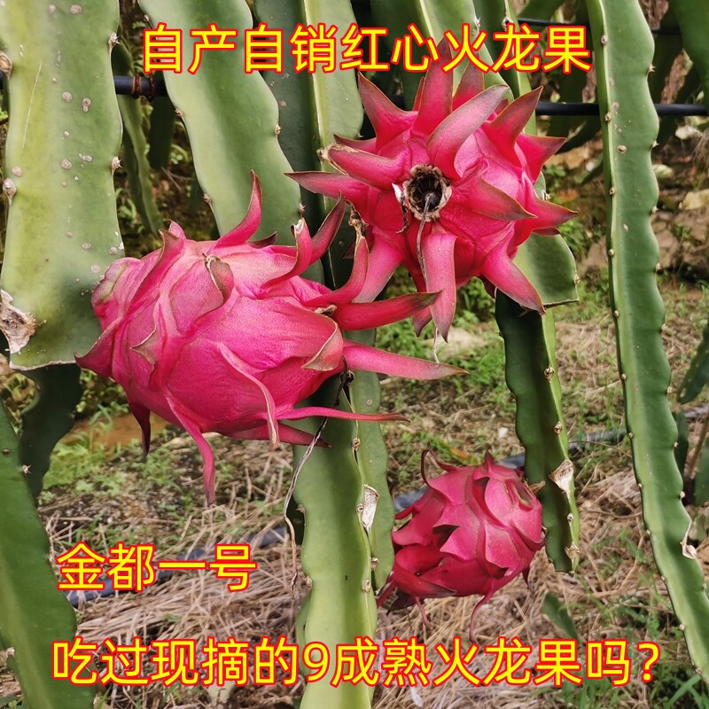 金都一号红心火龙果5斤现