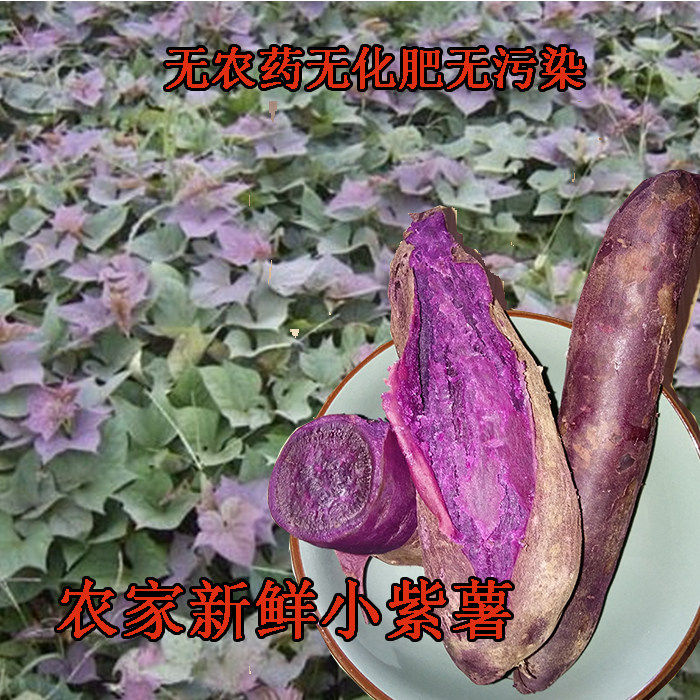 紫薯农家自种小珍珠新鲜
