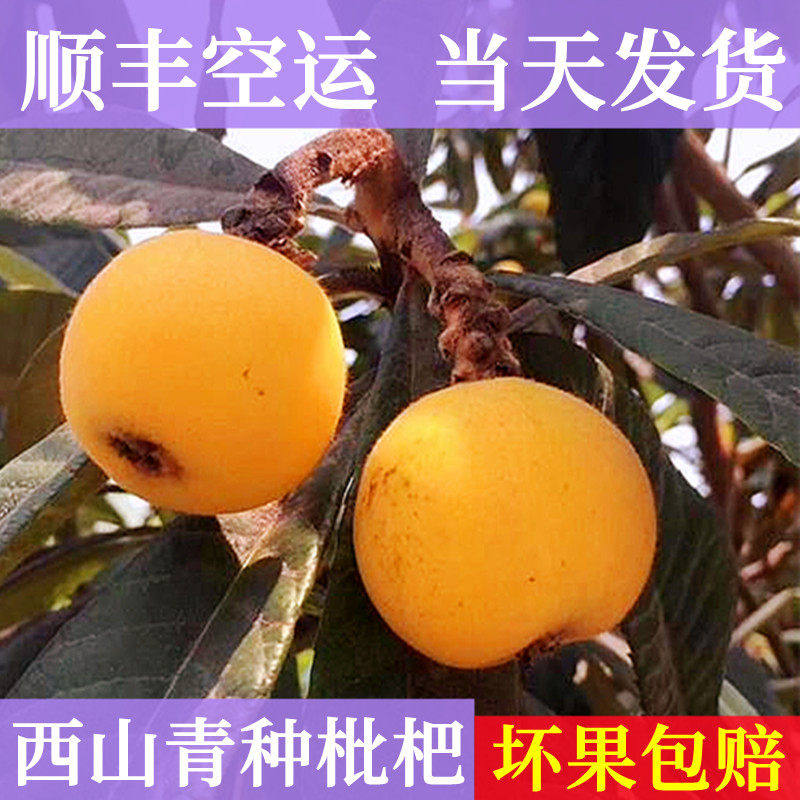 超甜枇杷果现摘现发苏州