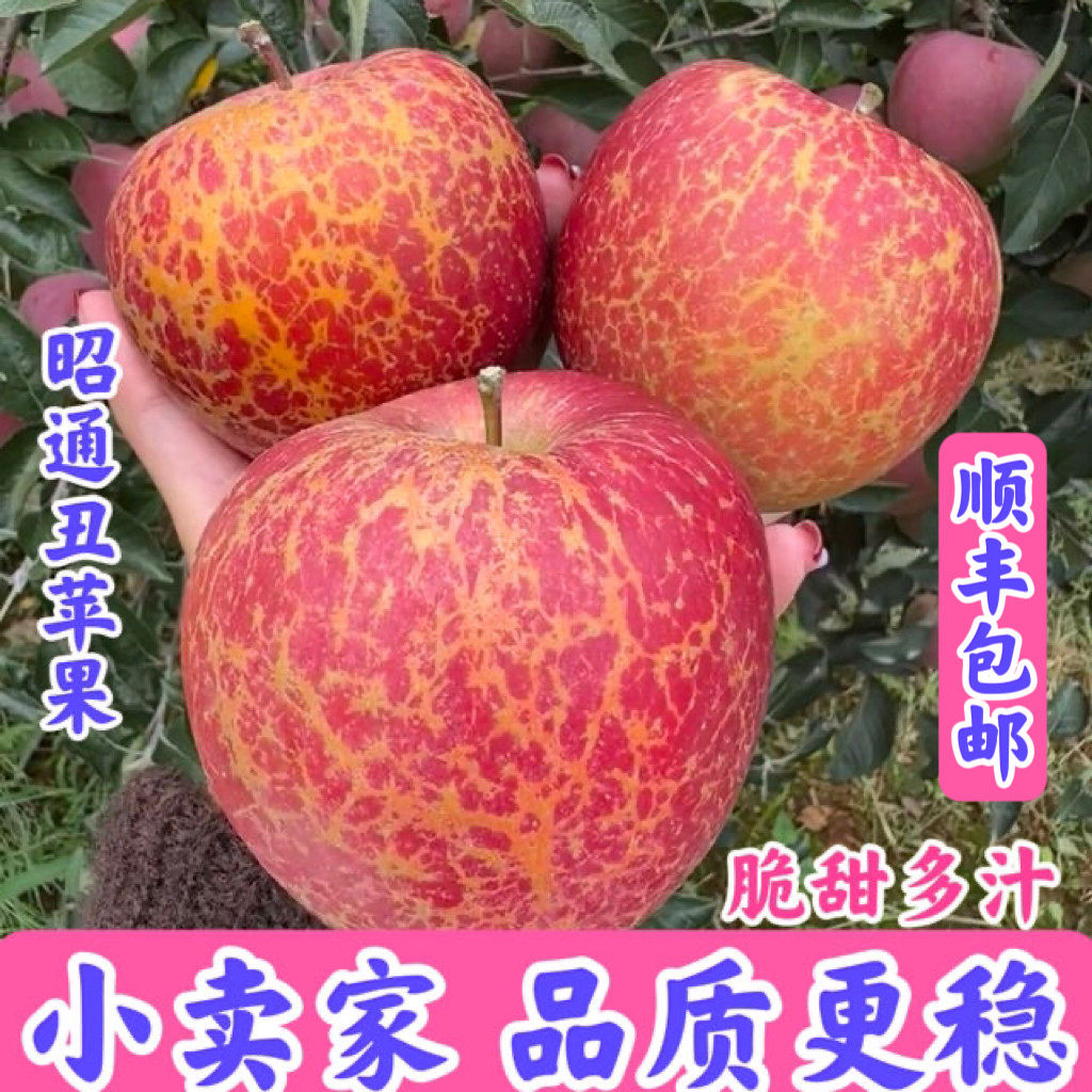 云南昭通丑苹果有冰糖心脆甜爽口现摘现发新鲜源头果园萍果包邮甜