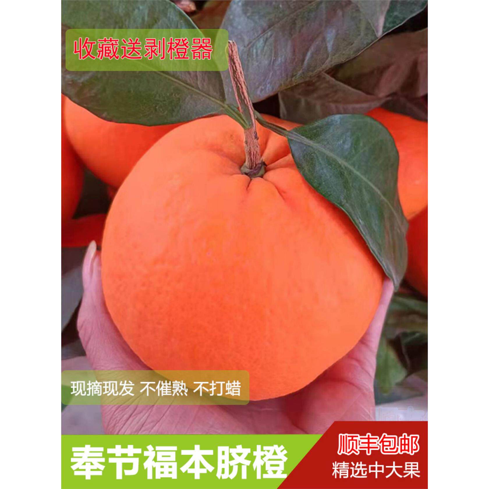 重庆奉节脐橙产地直发10斤大果带叶奉中福本橙子大个新鲜水果顺丰
