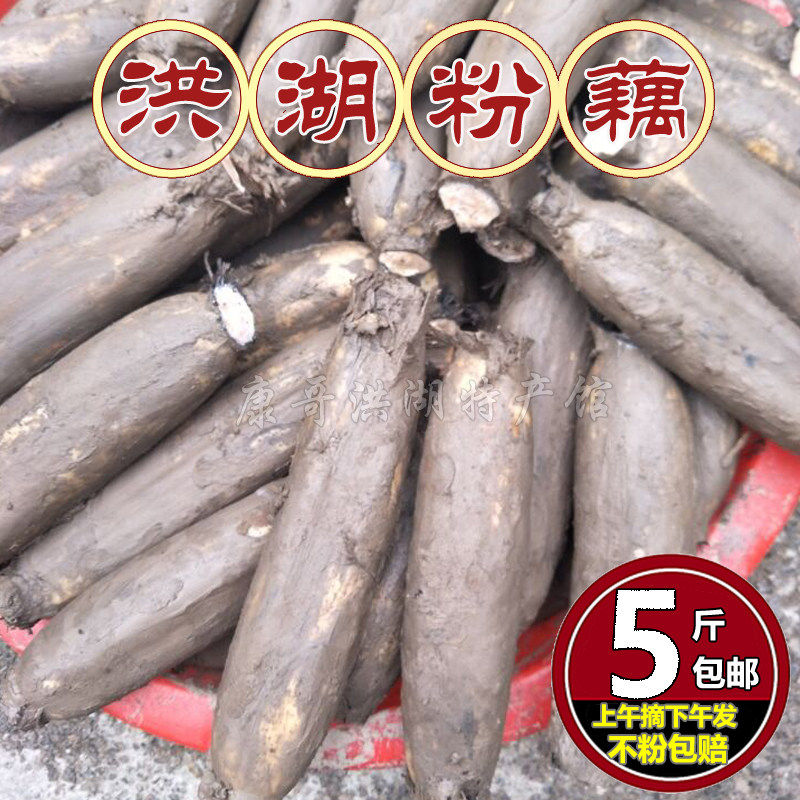 洪湖现挖煲汤粉藕 正宗洪湖煲汤莲藕新鲜莲藕糯米桂花藕 一份3斤