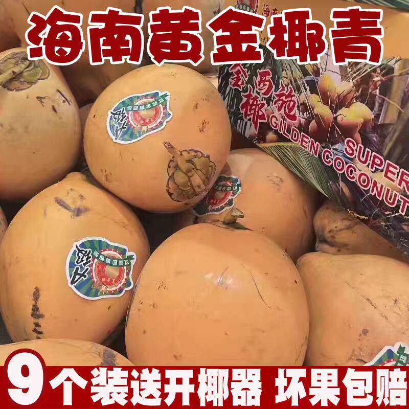 助农海南三亚黄金椰奶椰子新鲜水果红椰9个装包邮现摘带皮送开 器