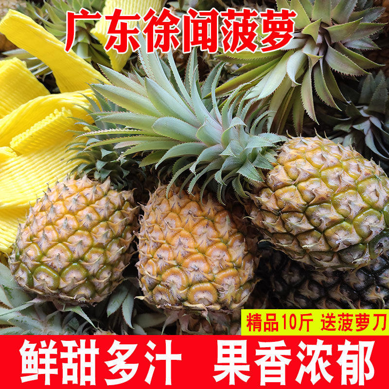 徐闻香水菠萝10斤装当季