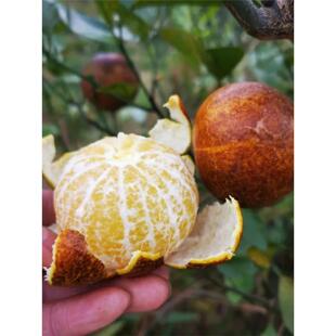 广西现摘新鲜超甜乌柑非洲黑柑丑沃柑橘子茂谷柑桔子当季现发黑皮