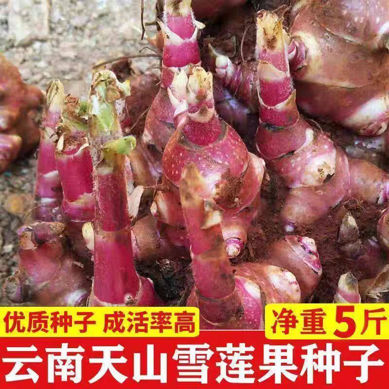 雪莲果种块云南天山黄心