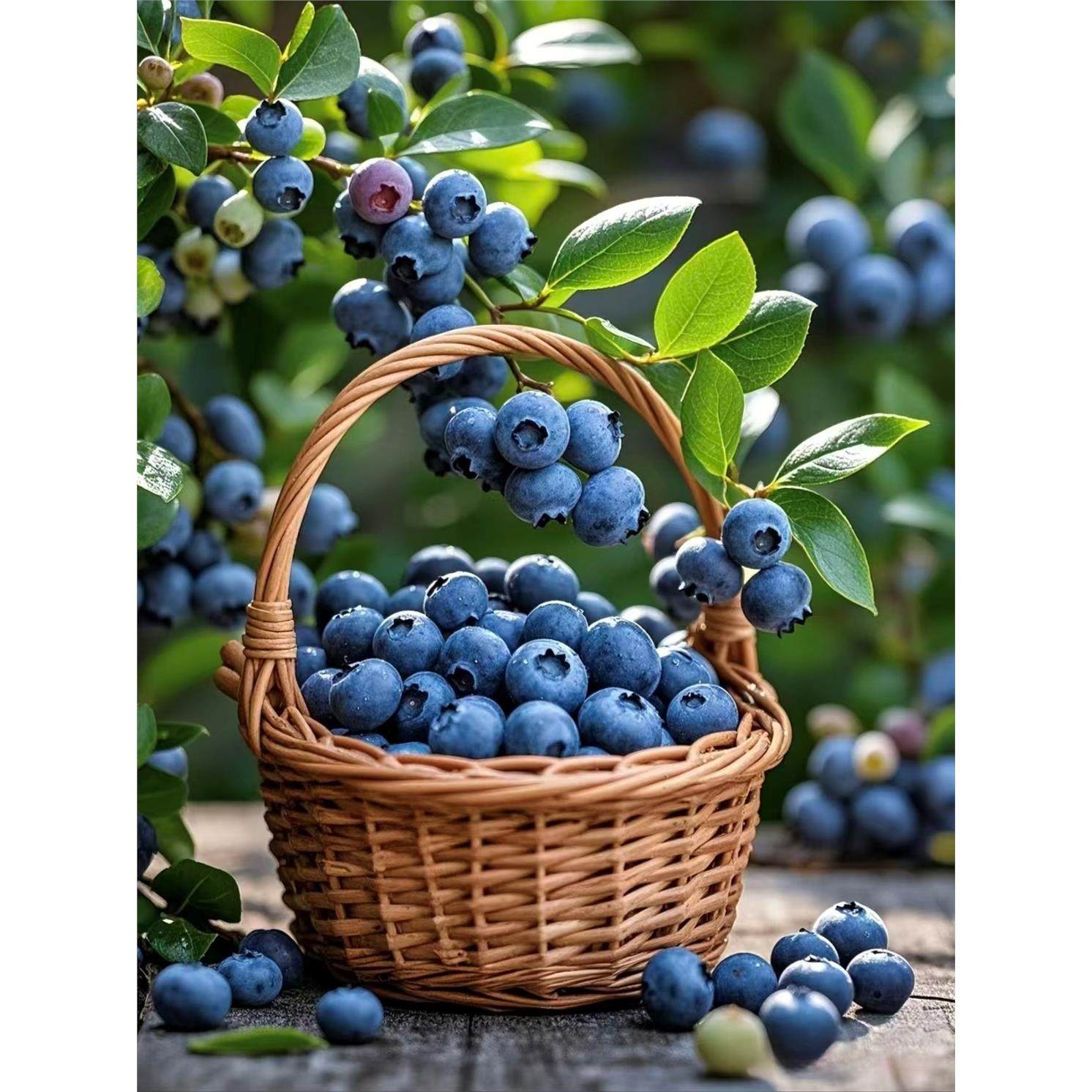 云南蓝莓高山L25花香蓝莓鲜果特大果当季新鲜水果怡颗莓孕妇水果,包装,水果包装,淘宝优惠券,粉丝福利购,淘宝优惠卷