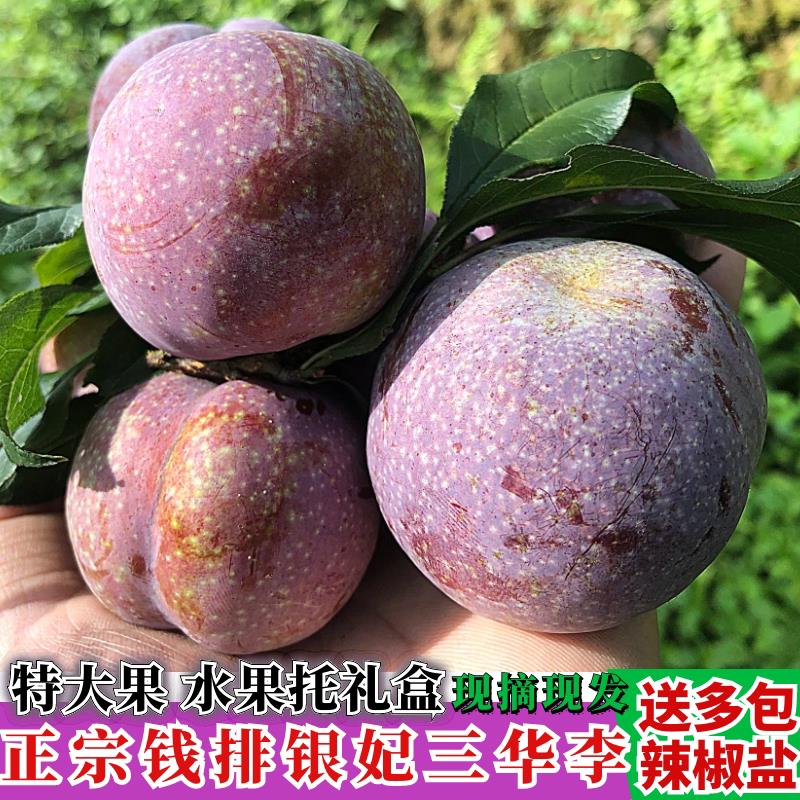 钱排三华李银妃新鲜李子