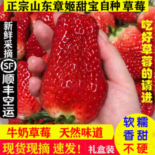 奶油草莓新鲜水果章姬草莓山东整箱超大甜宝胜丹东99草莓孕妇礼盒