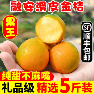 【果王】广西融安滑皮金桔新鲜水果5斤应季大果整箱礼盒顺丰包邮