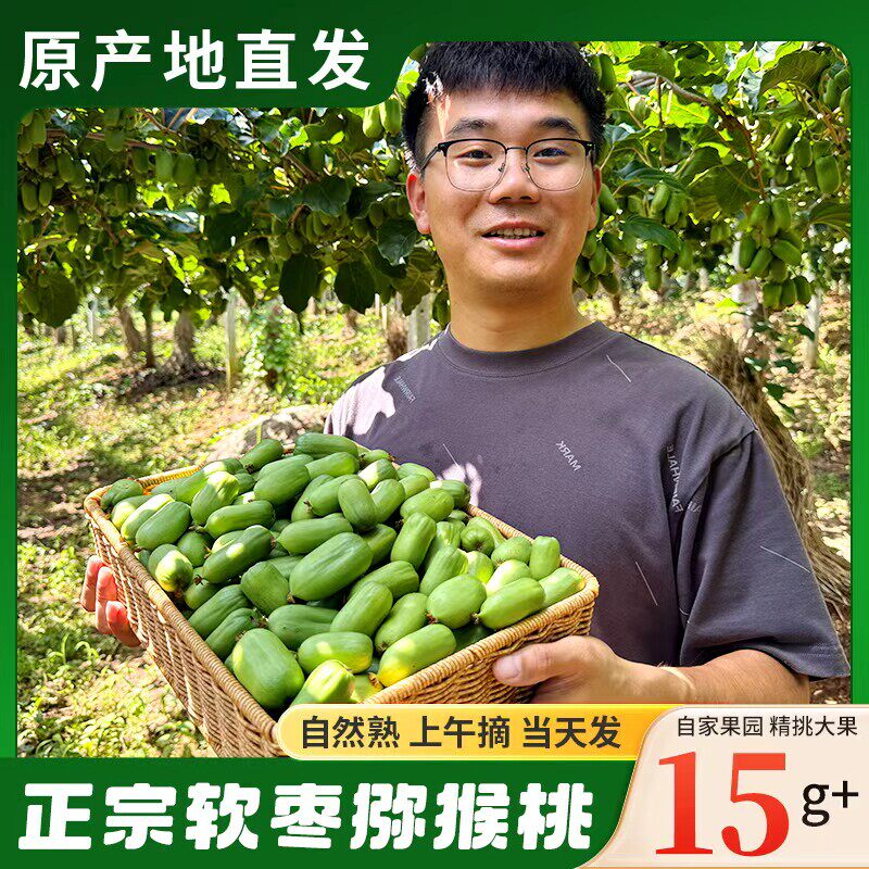 现摘丹东软枣猕猴桃东北野生圆枣子迷你小猕猴桃奇异果孕妇水果3