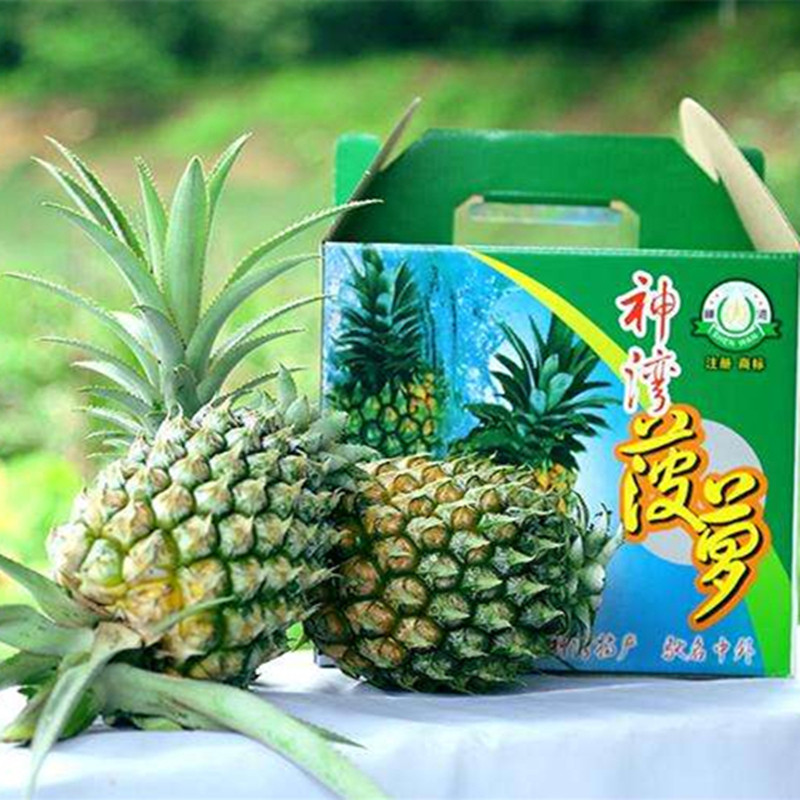 特级大果正宗中山神湾菠