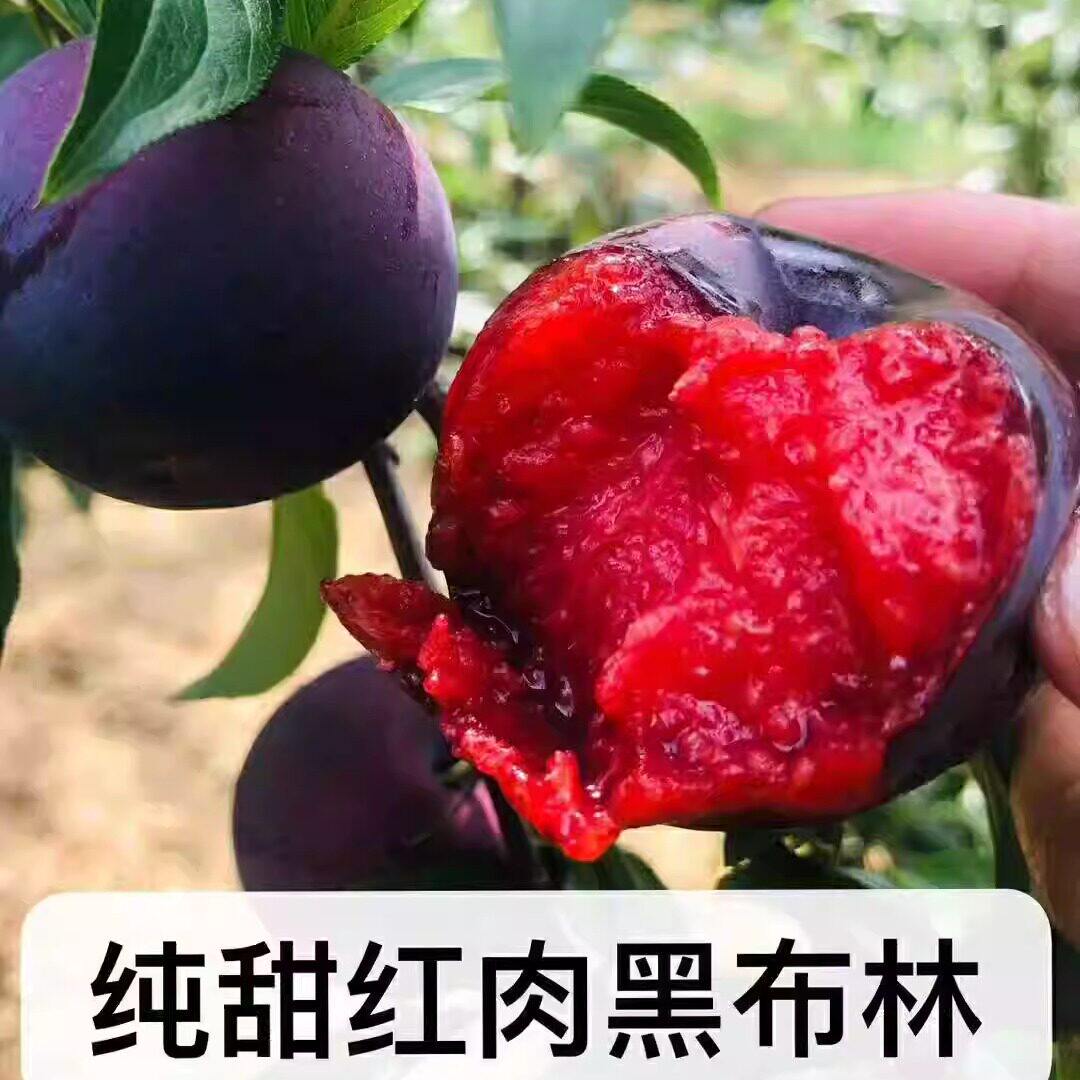 李子现摘红心5斤装包邮黑