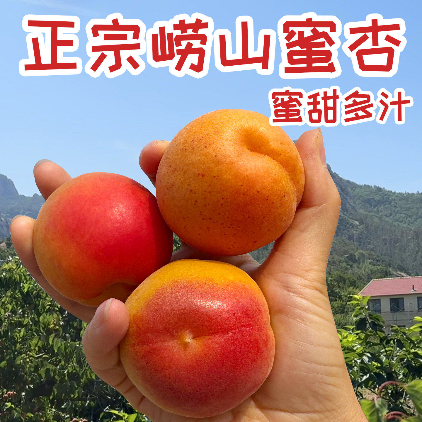 山东青岛崂山蜜杏纯甜大
