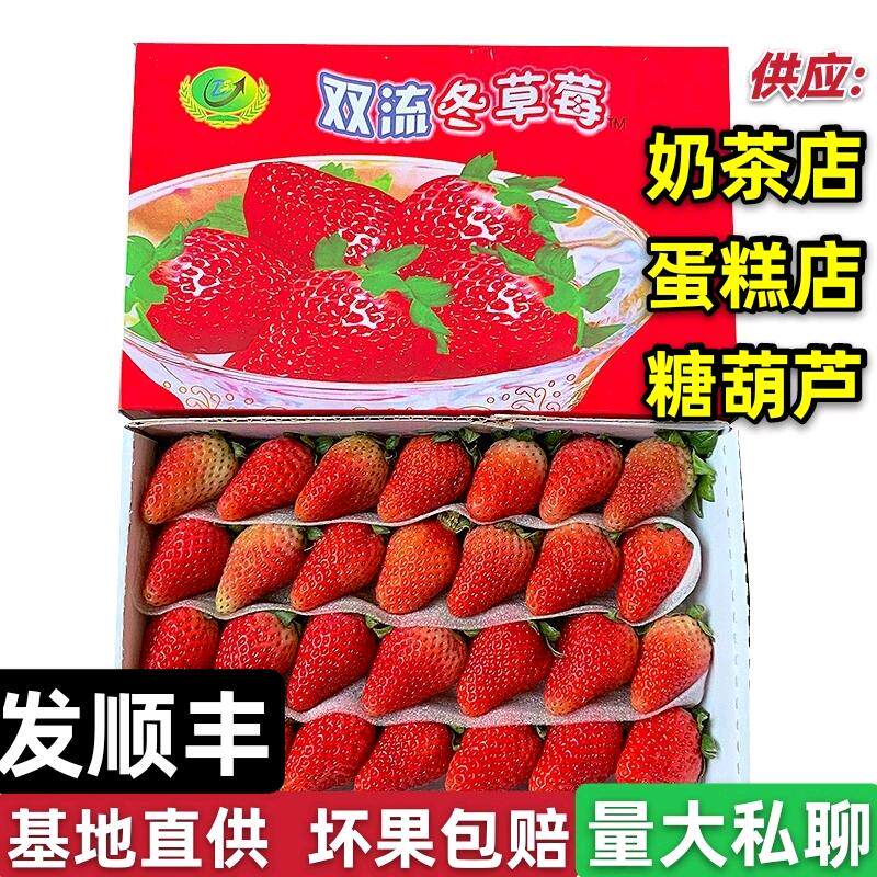 四季酸草莓新鲜商用水果烘焙蛋糕糖葫芦奶茶双流草莓同城顺丰包邮