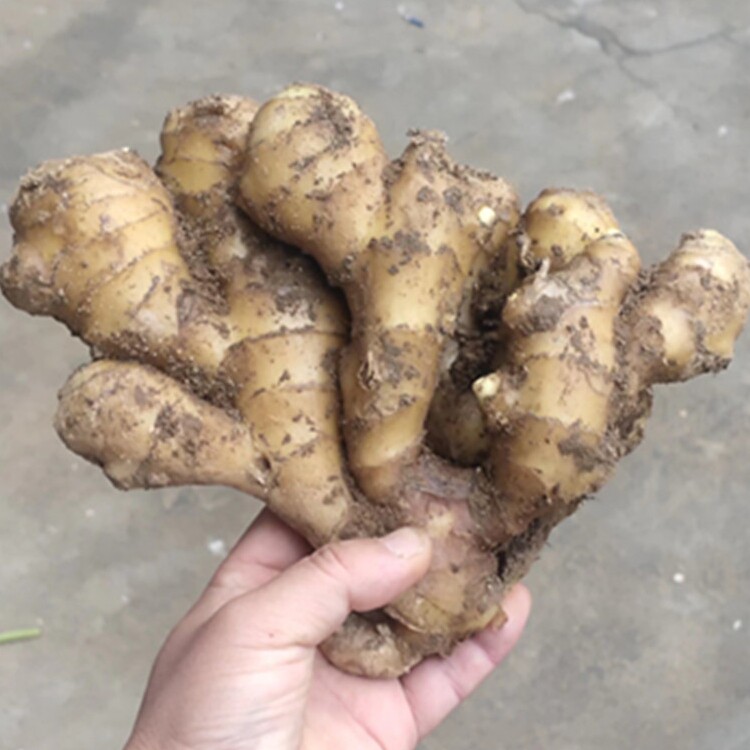 农家种植生姜大姜黄姜泥