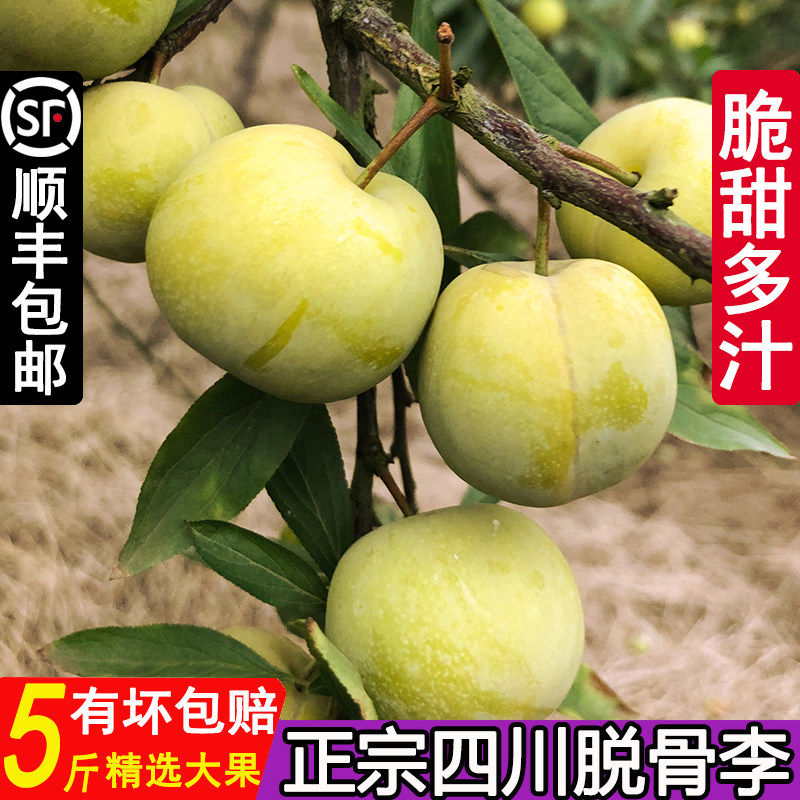 顺丰四川宜宾脱骨李青脆