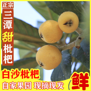 白玉枇杷歙县三潭枇杷土白花新鲜水果现摘现发安徽黄山老树枇杷